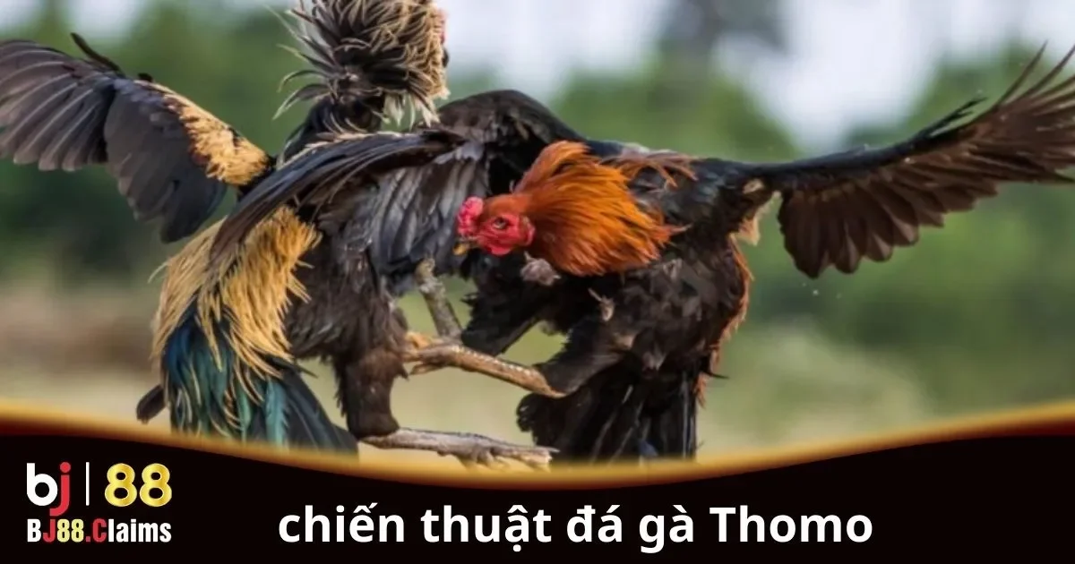 Khám Phá Chiến Thuật Đá Gà Thomo Hiệu Quả Nhất 1 Khám Phá Chiến Thuật Đá Gà Thomo Hiệu Quả Nhất